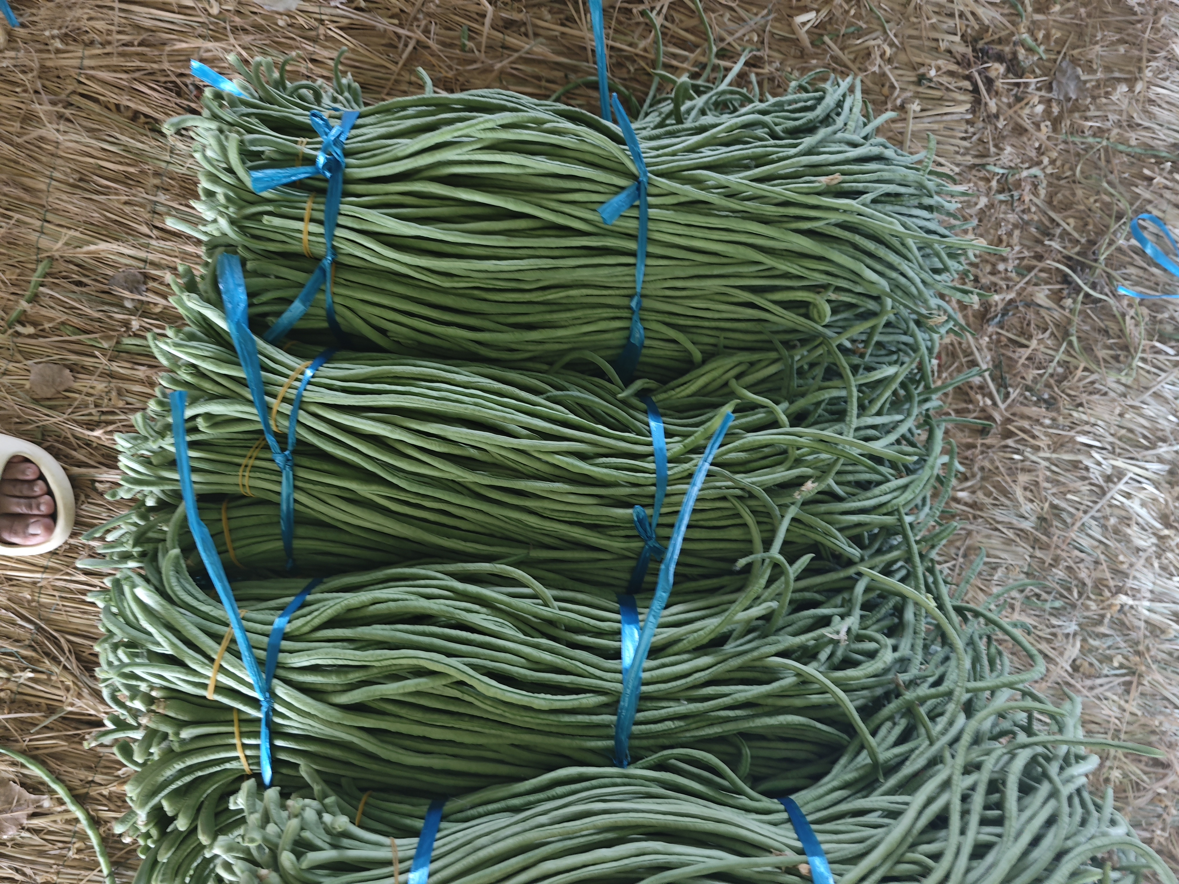 豆角田间悬挂的黄色和蓝色粘虫板,用于诱杀害虫 田间布置的黄蓝粘虫板