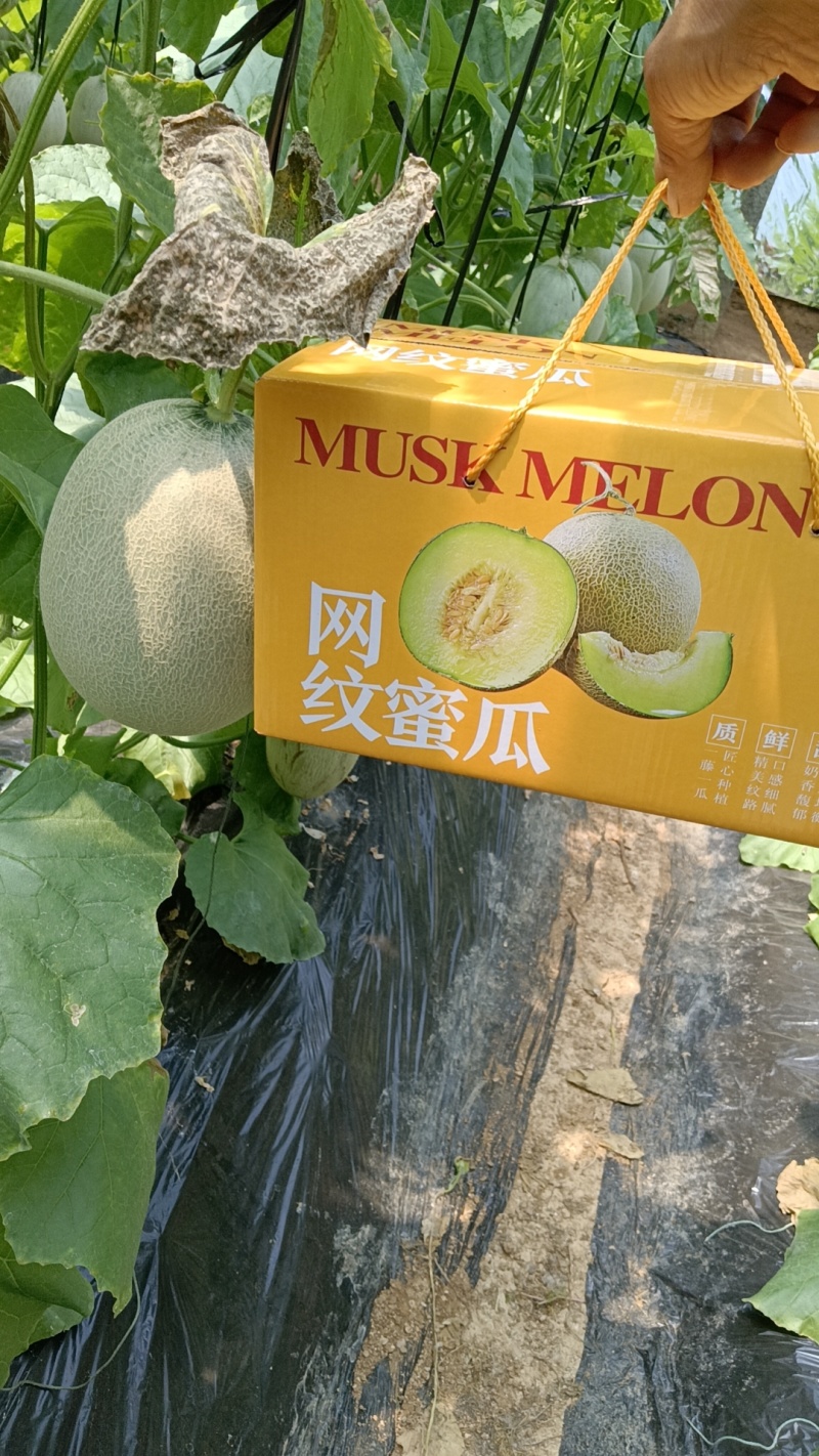 海阳网纹瓜产地直供
