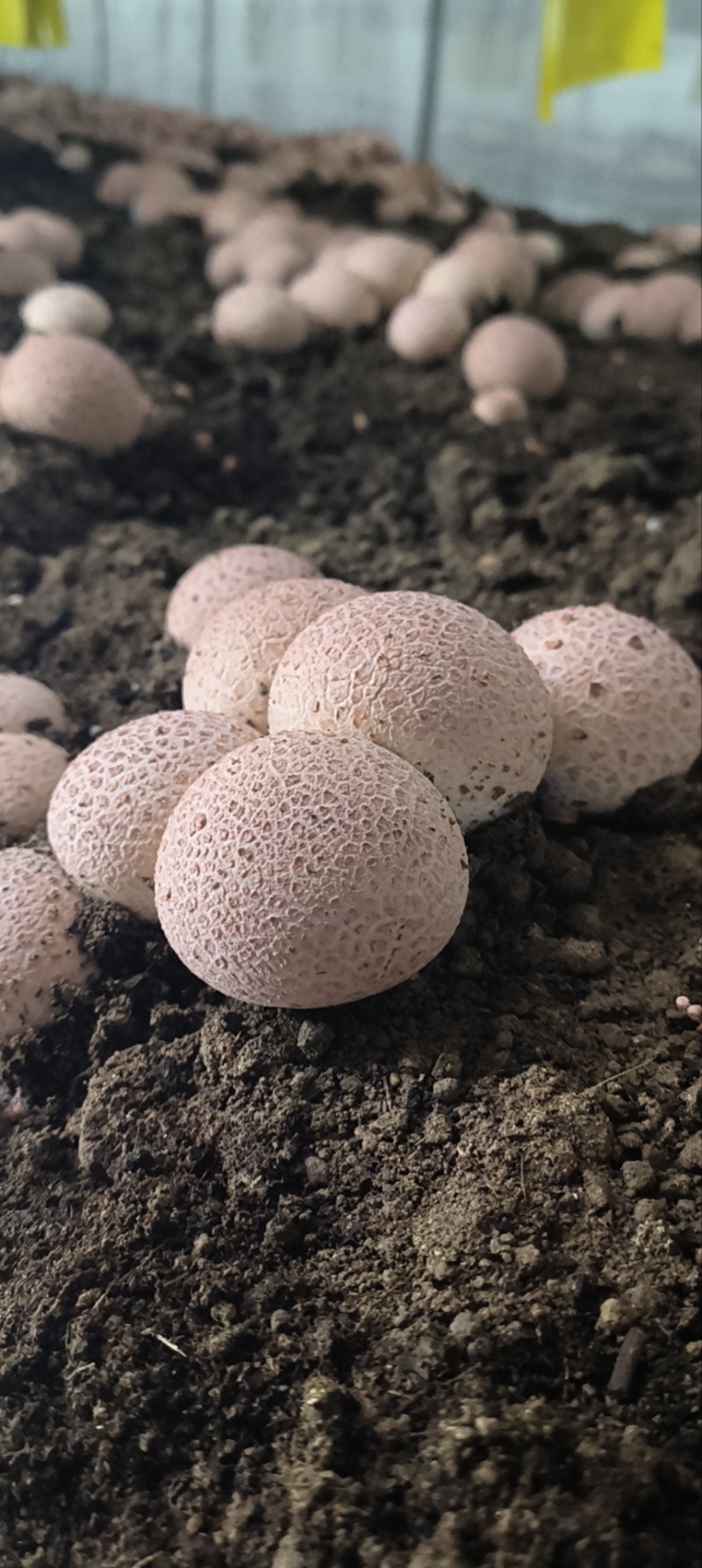 红托竹荪蛋，规格通货2两