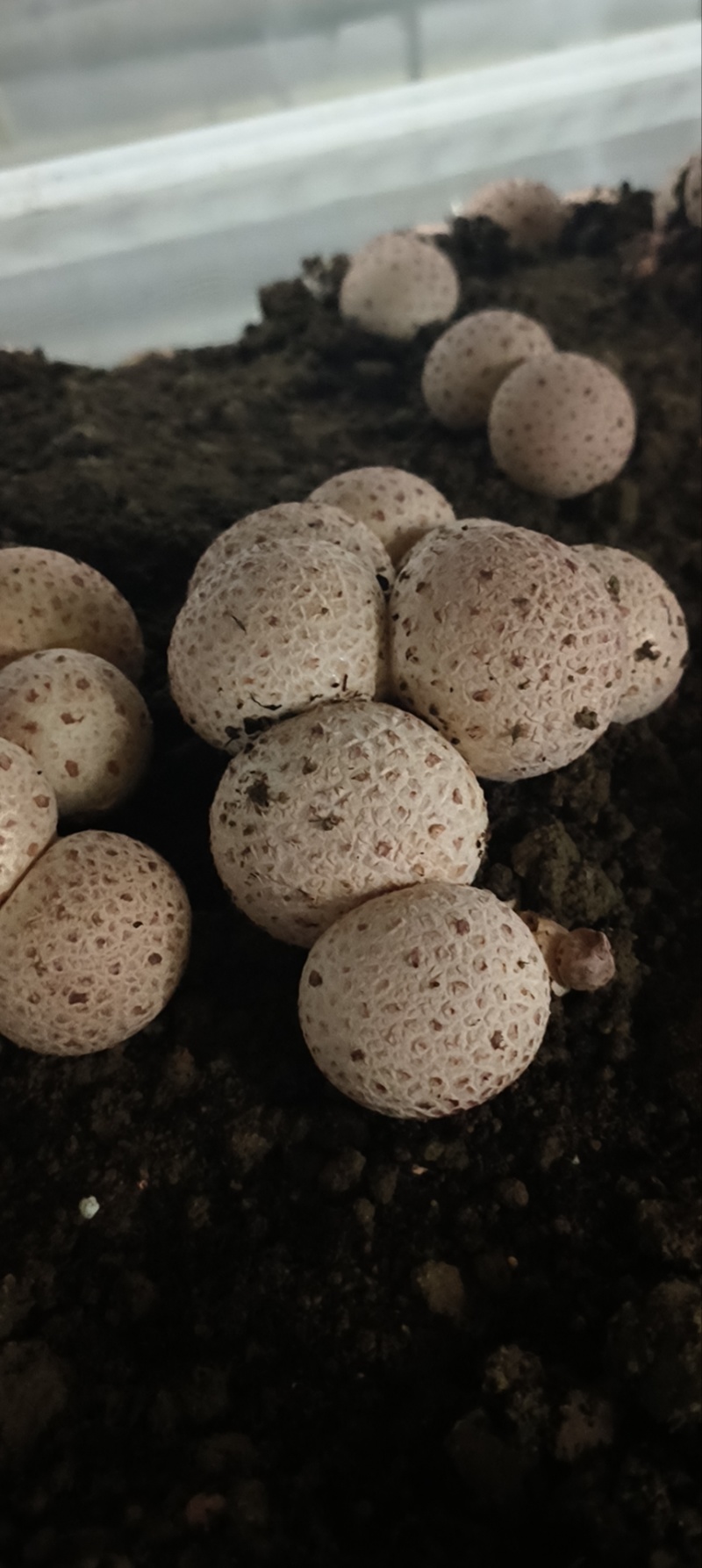红托竹荪蛋，规格通货2两