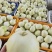 精品甜宝美浓绿宝质量保证对接各大商超全国发货欢迎合作！