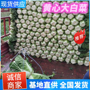 《精选》黄心大白菜,湖北白菜,基地现货批发,价格便宜