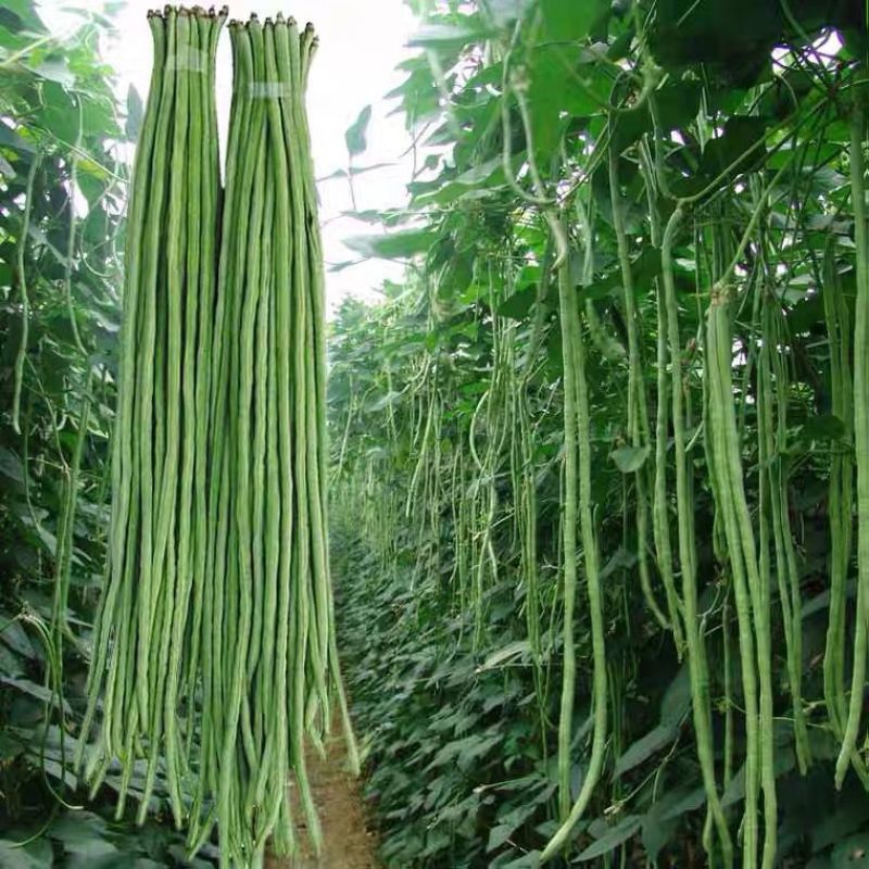 新鲜豆角，新鲜采摘，基地直接发货，味道鲜美，欢迎选购。