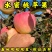 水蜜桃苹果树苗现起现发耐寒新品种苹果树苗辽宁果树苗