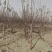 水蜜桃苹果树苗现起现发耐寒新品种苹果树苗辽宁果树苗