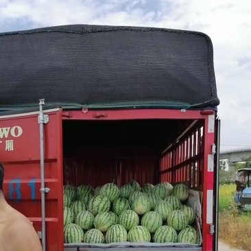 大棚西瓜美都自家种植皮薄汁多大红瓤糖度13+