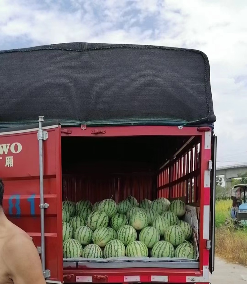 大棚西瓜美都自家种植皮薄汁多大红瓤糖度13+