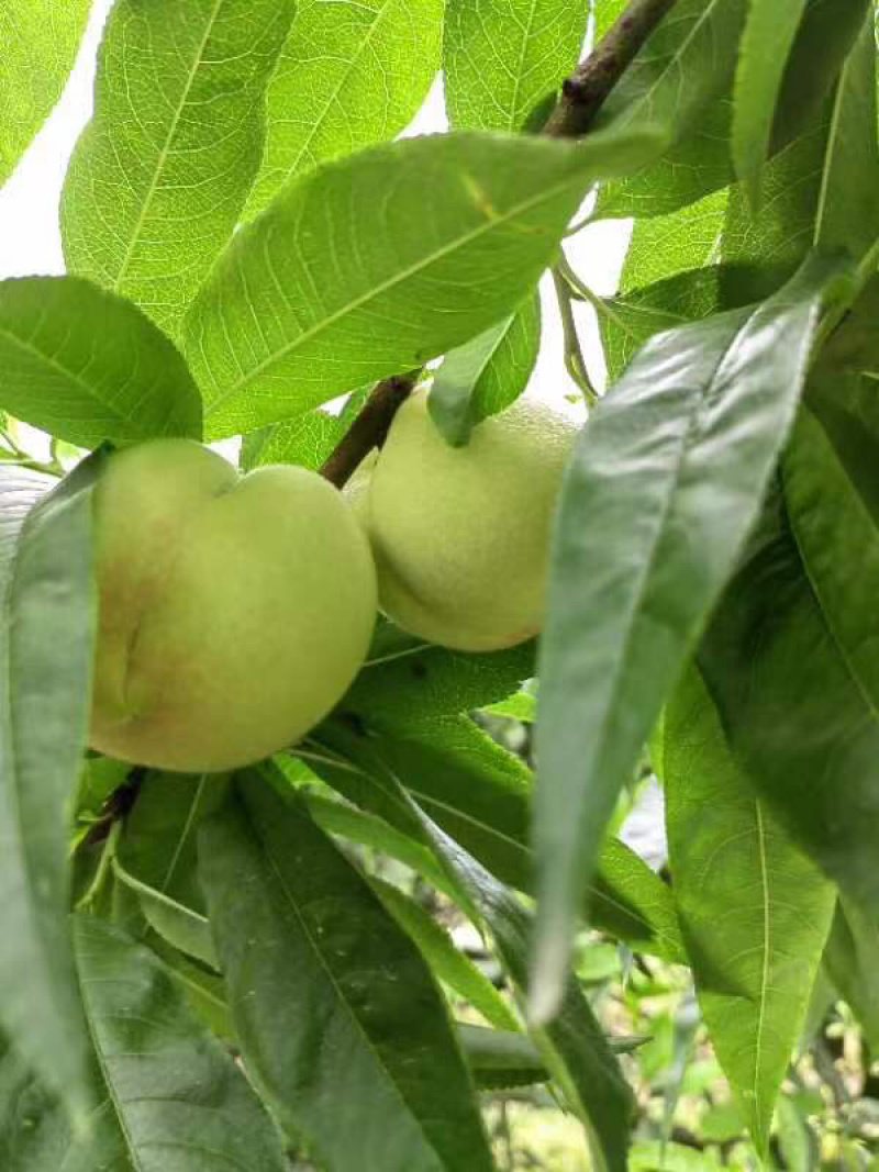 水蜜桃，先锋水蜜桃味道香脆甜无农药残留，欢迎来电