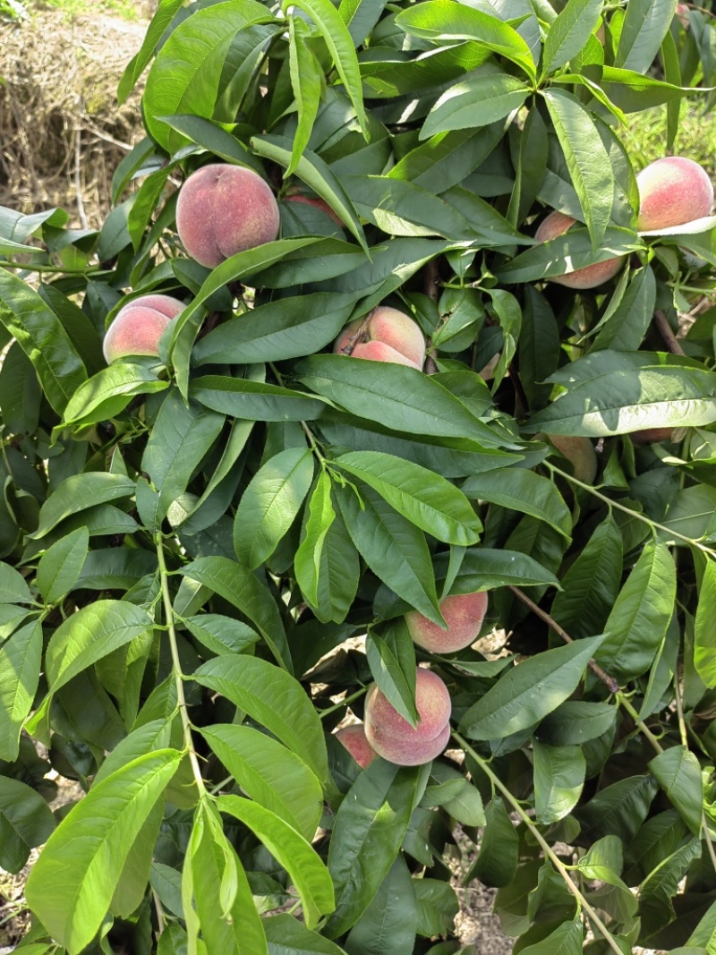 水蜜桃，先锋水蜜桃味道香脆甜无农药残留，欢迎来电