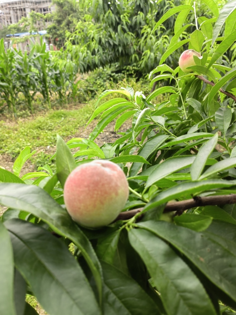 水蜜桃，先锋水蜜桃味道香脆甜无农药残留，欢迎来电