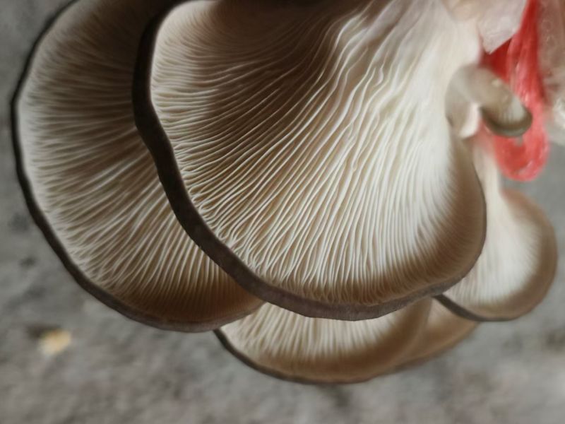 颜色黑，叶片肥厚，耐温抗病“黑平301”母种，原种栽培种