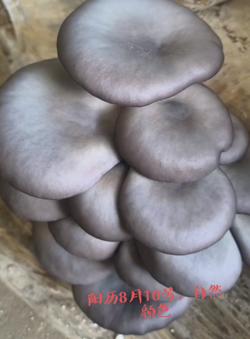 颜色黑，叶片肥厚，耐温抗病“黑平301”母种，原种栽培种