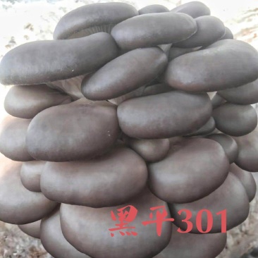 颜色黑，叶片肥厚，耐温抗病“黑平301”母种，原种栽培种