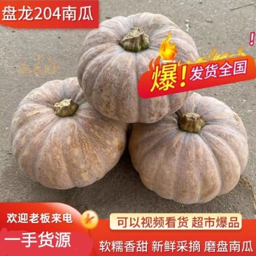 盘龙204南瓜202磨盘南瓜养殖南瓜工厂电商南瓜