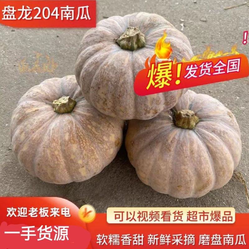 盘龙204南瓜202磨盘南瓜养殖南瓜工厂电商南瓜