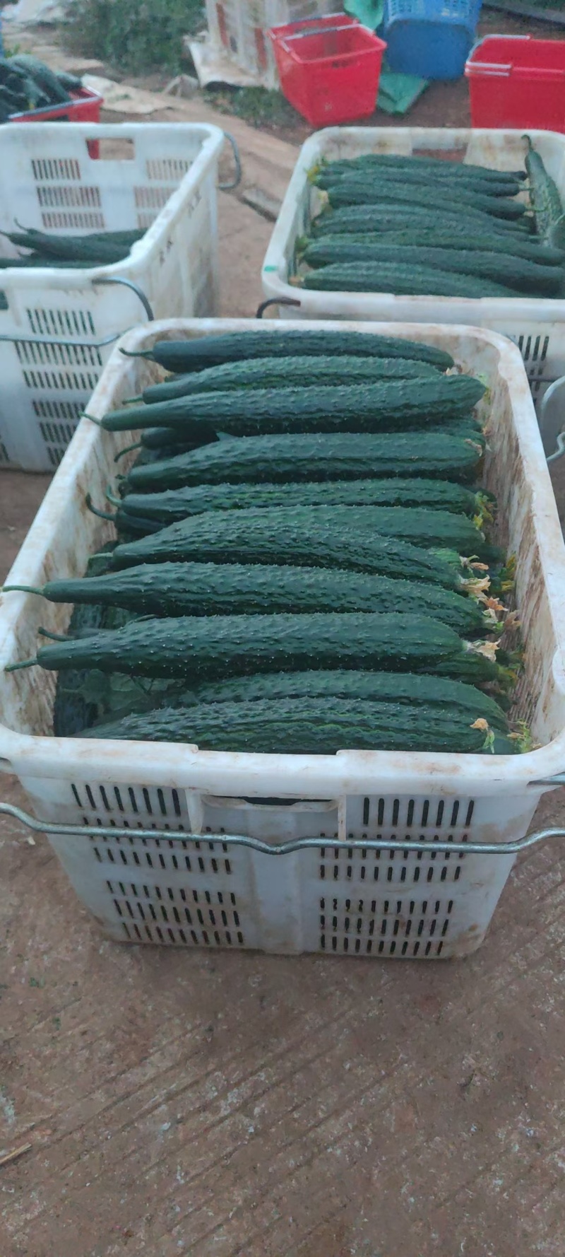 云南精品带刺黄瓜，香脆爽口，欢迎采购