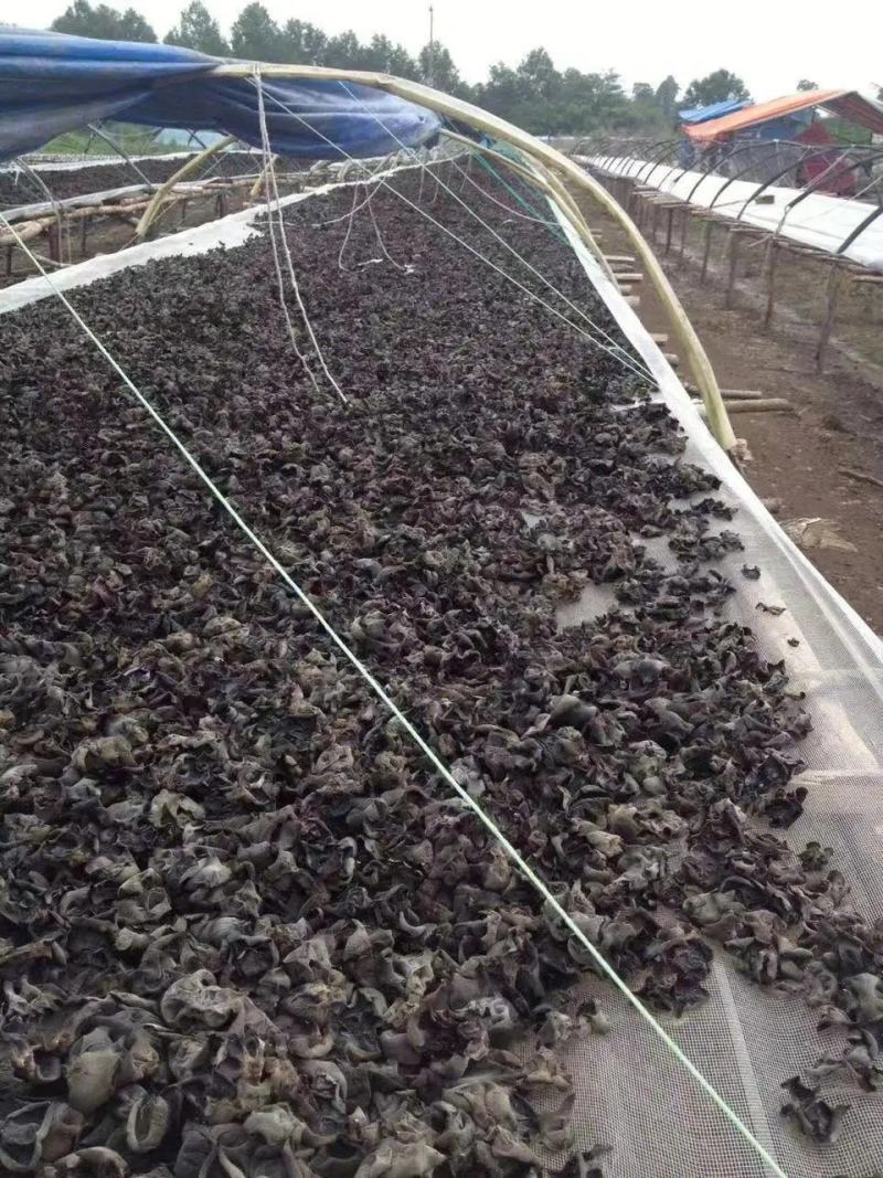 东北柞木黑木耳秋木耳保质保量/自家种植一件代发全国包邮