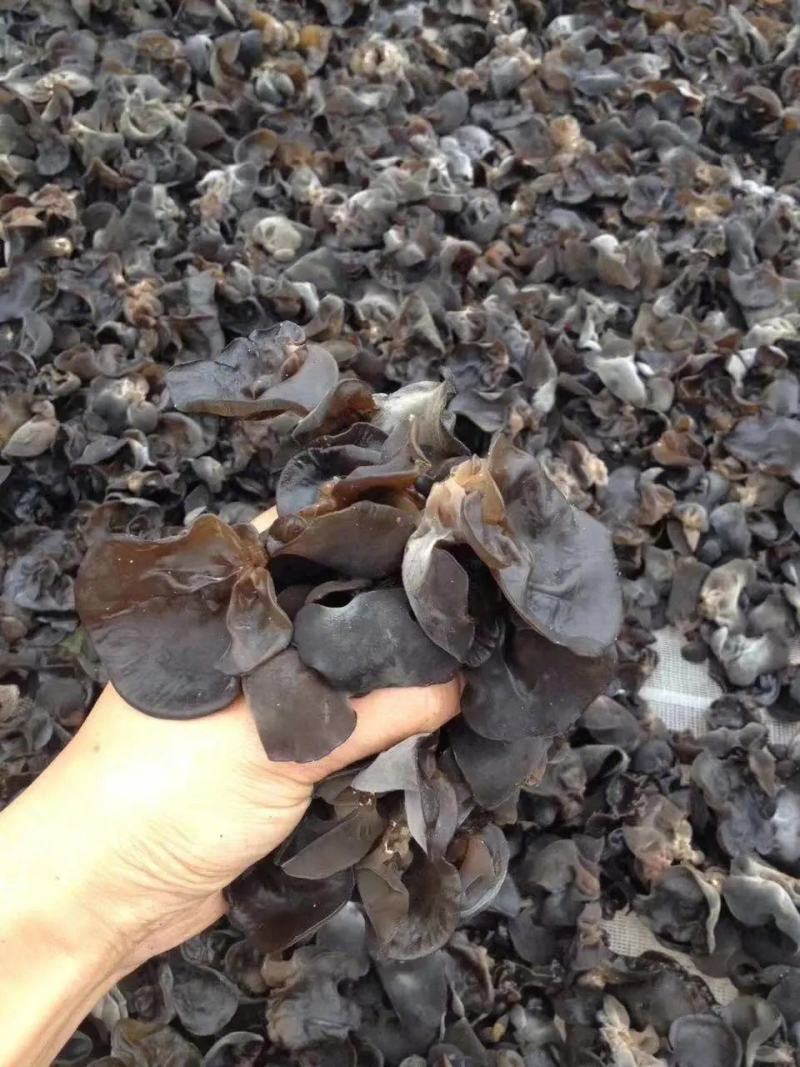 东北柞木黑木耳秋木耳保质保量/自家种植一件代发全国包邮