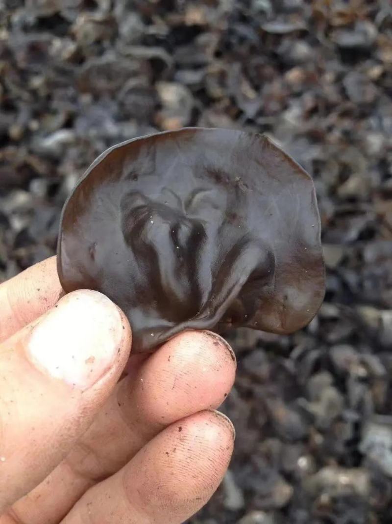 东北柞木黑木耳秋木耳自家种植/质量保证货源充足/量大优惠