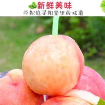 精品桃子突围桃货源充足量大从优质量保证欢迎咨询