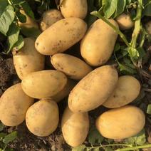 湖北黄心土豆产地直发一手货源批发品质保证价格美丽欢迎合作
