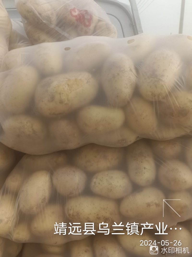 甘肃靖远土豆希森六号黄心黄皮量大从优全国发货联系