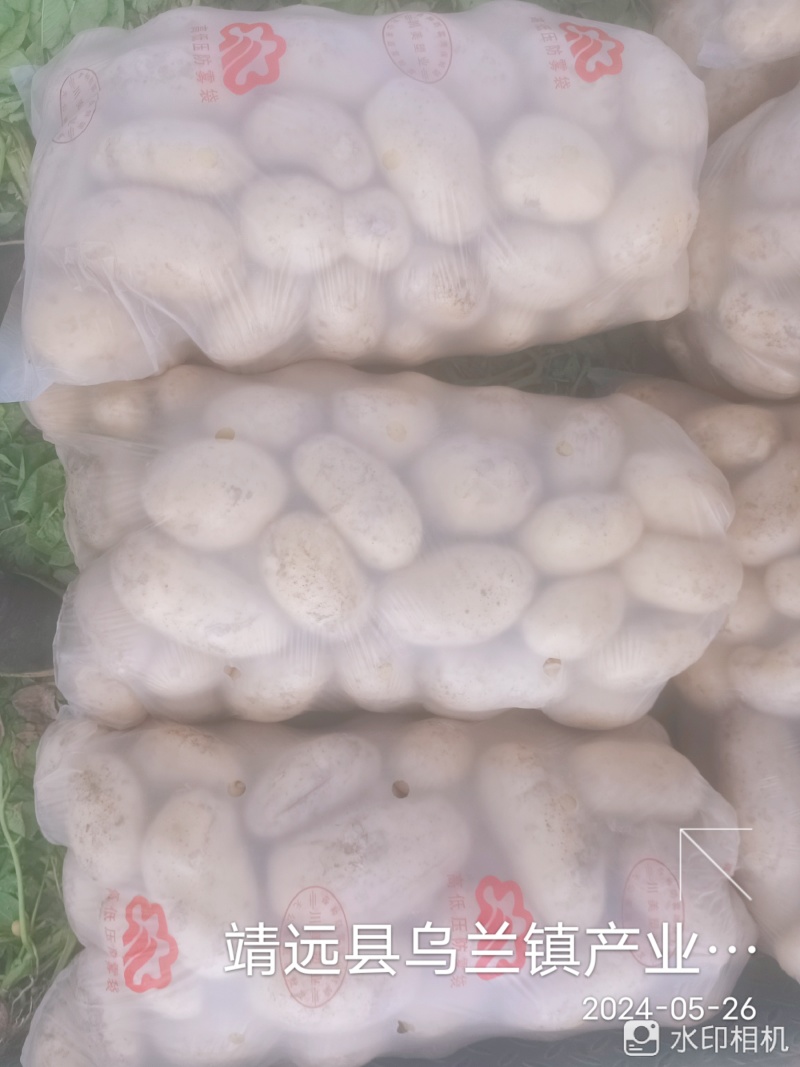 甘肃靖远土豆希森六号黄心黄皮量大从优全国发货联系