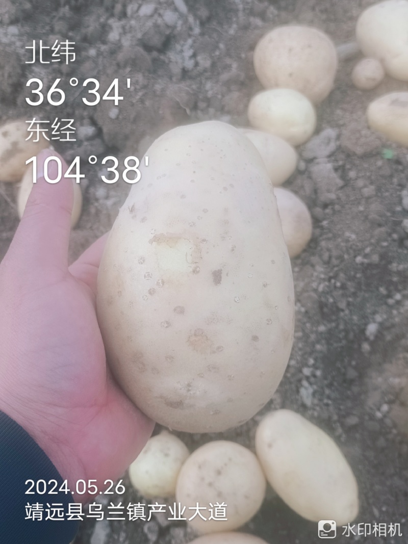 甘肃靖远土豆希森六号黄心黄皮量大从优全国发货联系