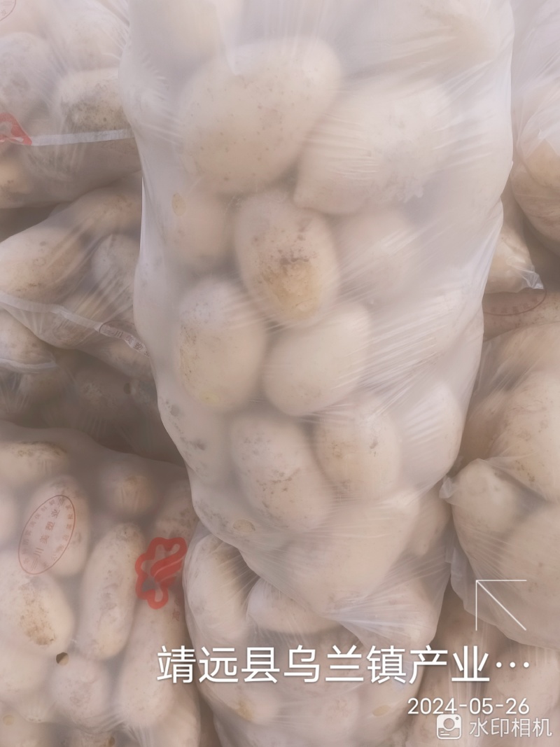 甘肃靖远土豆希森六号黄心黄皮量大从优全国发货联系