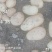 甘肃靖远土豆希森六号黄心黄皮量大从优全国发货联系
