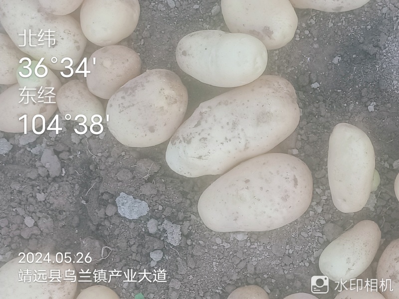 甘肃靖远土豆希森六号黄心黄皮量大从优全国发货联系