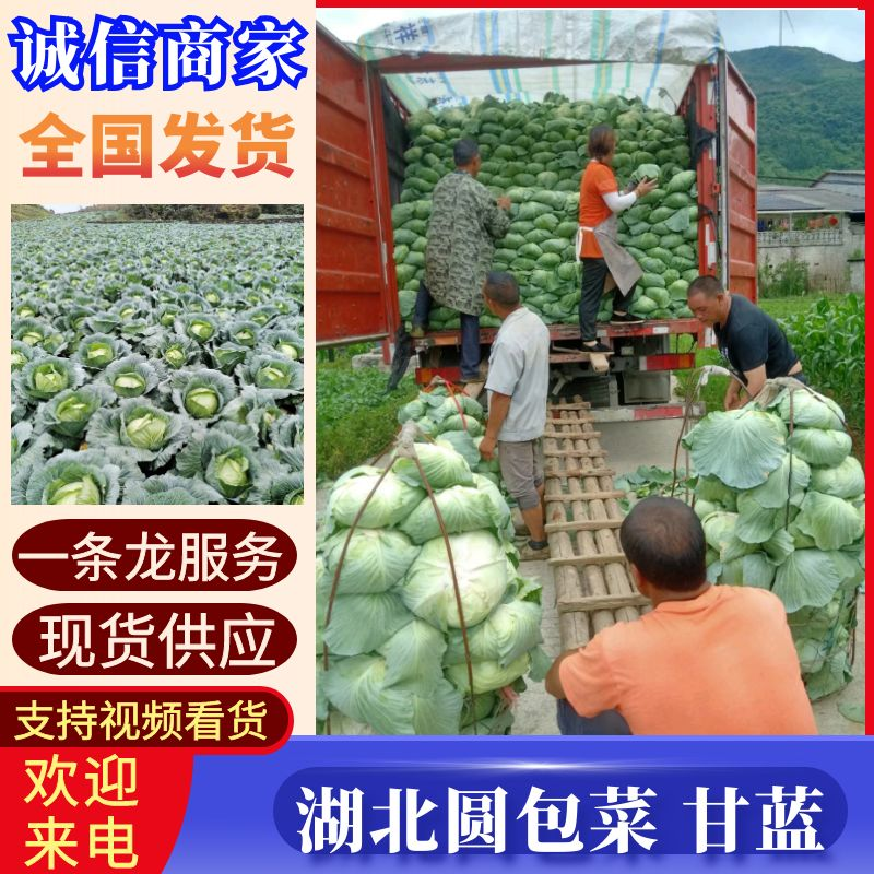 《圆包菜》湖北甘蓝绿甘蓝奥奇娜货源稳定代发全国市场