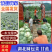奥奇娜包菜京丰湖北圆包菜产地批发现货供应全国发货