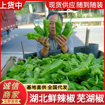 《芜湖椒》湖北鲜辣椒湖北芜湖椒现货供应中可全国代发