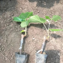 产地直发，营养杯葡萄苗巨峰葡萄苗，品种齐全质优价廉