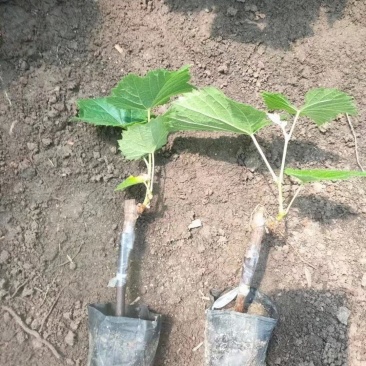 产地直发，营养杯葡萄苗巨峰葡萄苗，品种齐全质优价廉