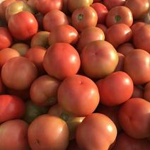 河北邢台产区直发硬粉西红柿，量大从优，新鲜采摘，对接全国
