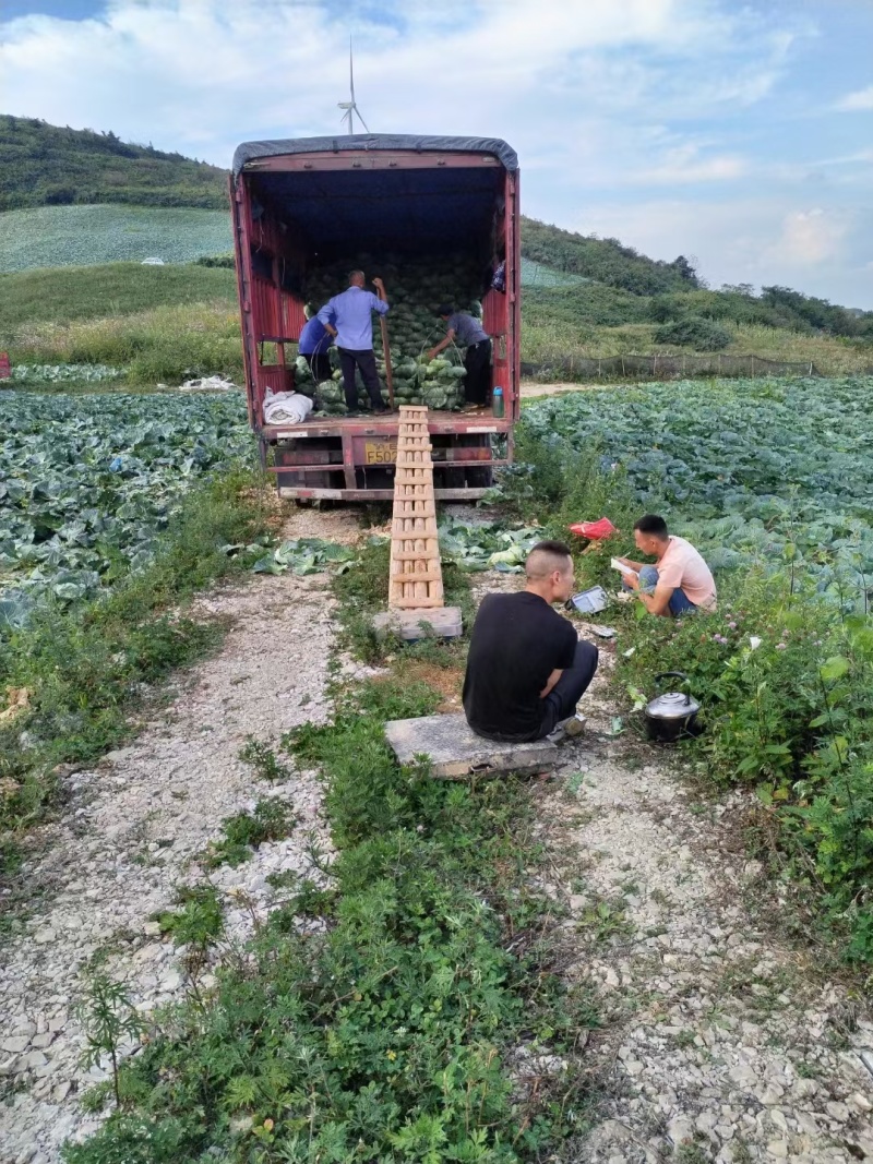 《扁包菜》湖北甘蓝，湖北扁包菜，对接商超批发商线下档口