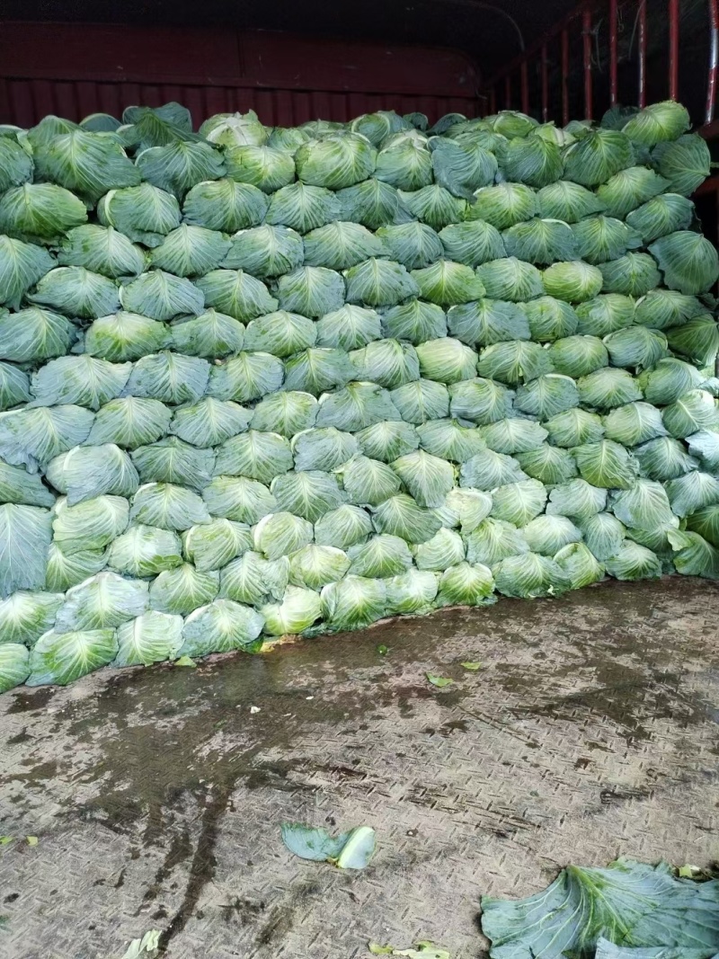 《扁包菜》湖北甘蓝，湖北扁包菜，对接商超批发商线下档口