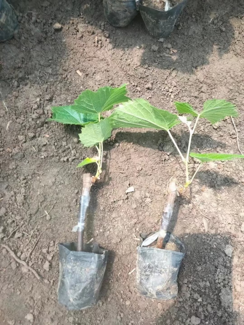 产地直发，营养杯葡萄苗巨峰葡萄苗，品种齐全质优价廉