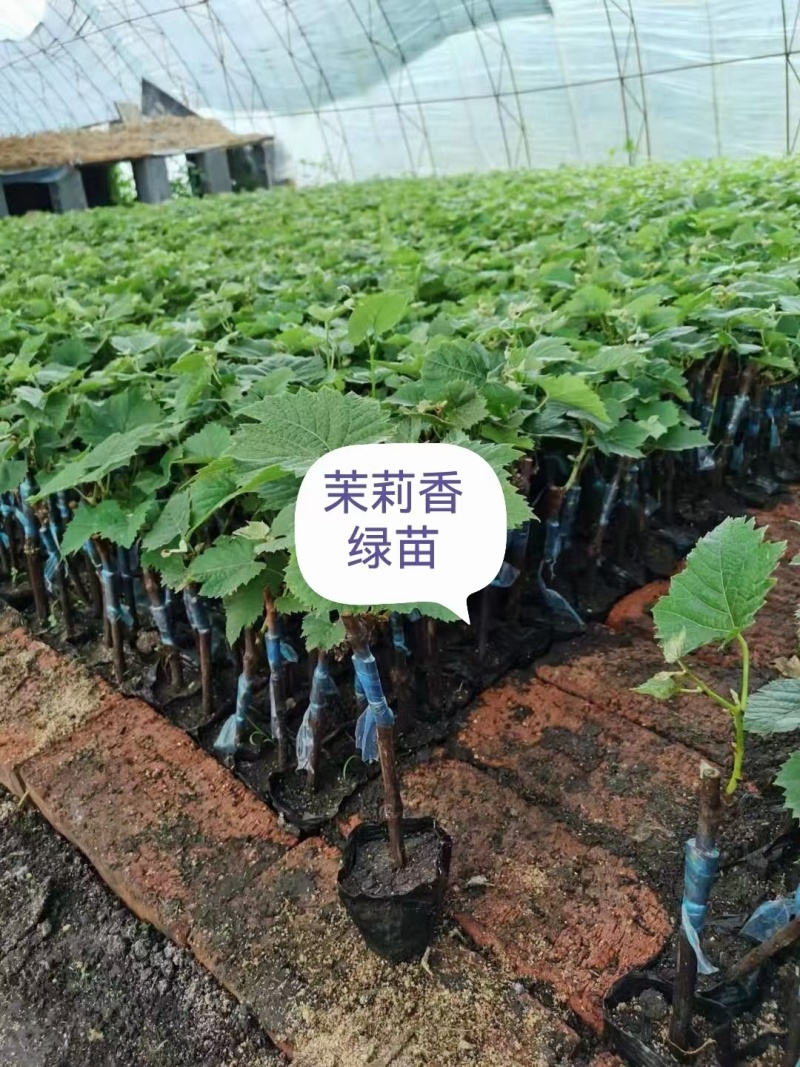 产地直发，营养杯葡萄苗巨峰葡萄苗，品种齐全质优价廉