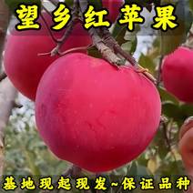 望乡红苹果树苗现起现发耐寒新品种苹果树苗辽宁果树苗