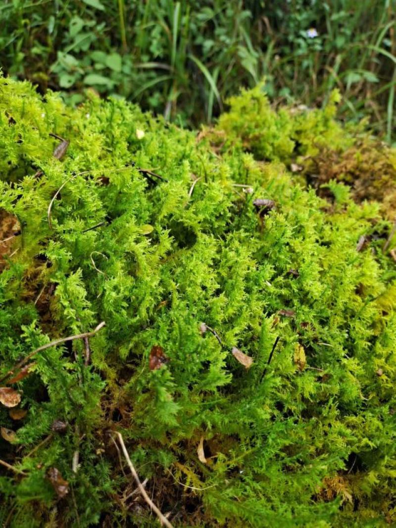 各种苔藓，