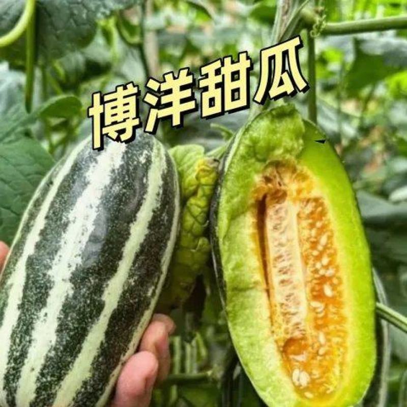 博洋九甜瓜，大荔县冯村镇的博洋甜瓜毛毛果蔬提供