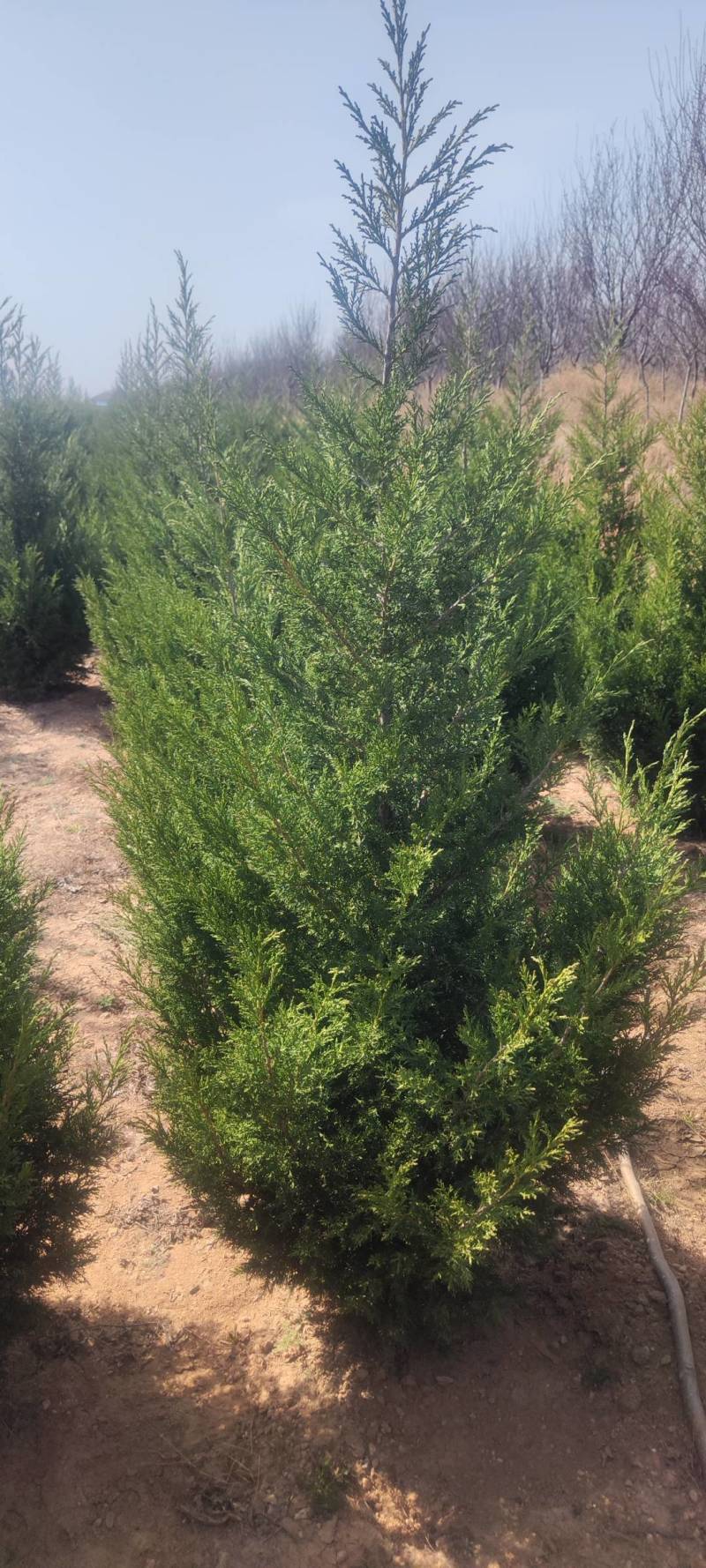 侧柏精品侧柏苗规格齐全基地直发质量保证欢迎选购