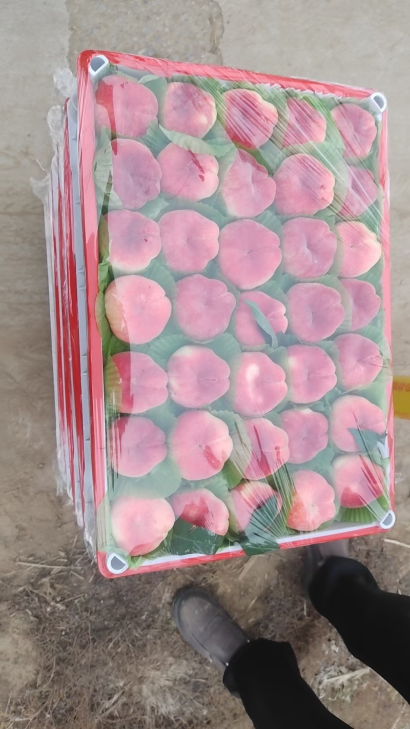大量供应优质河北保定陆地蟠桃，量大质优，没有代办费。
