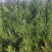 侧柏精品侧柏苗规格齐全基地直发质量保证欢迎选购