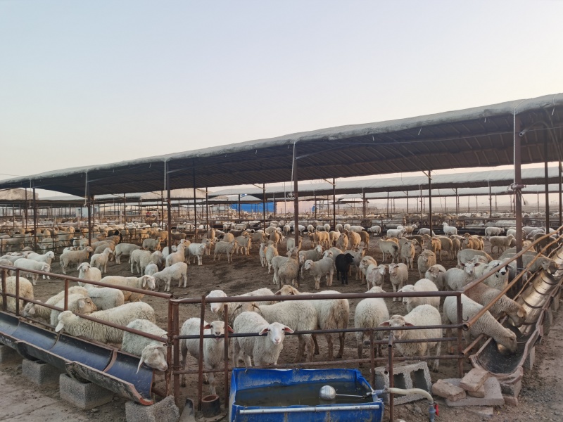 4%肉羊复合预混料含量高拉骨架吸收好增重快