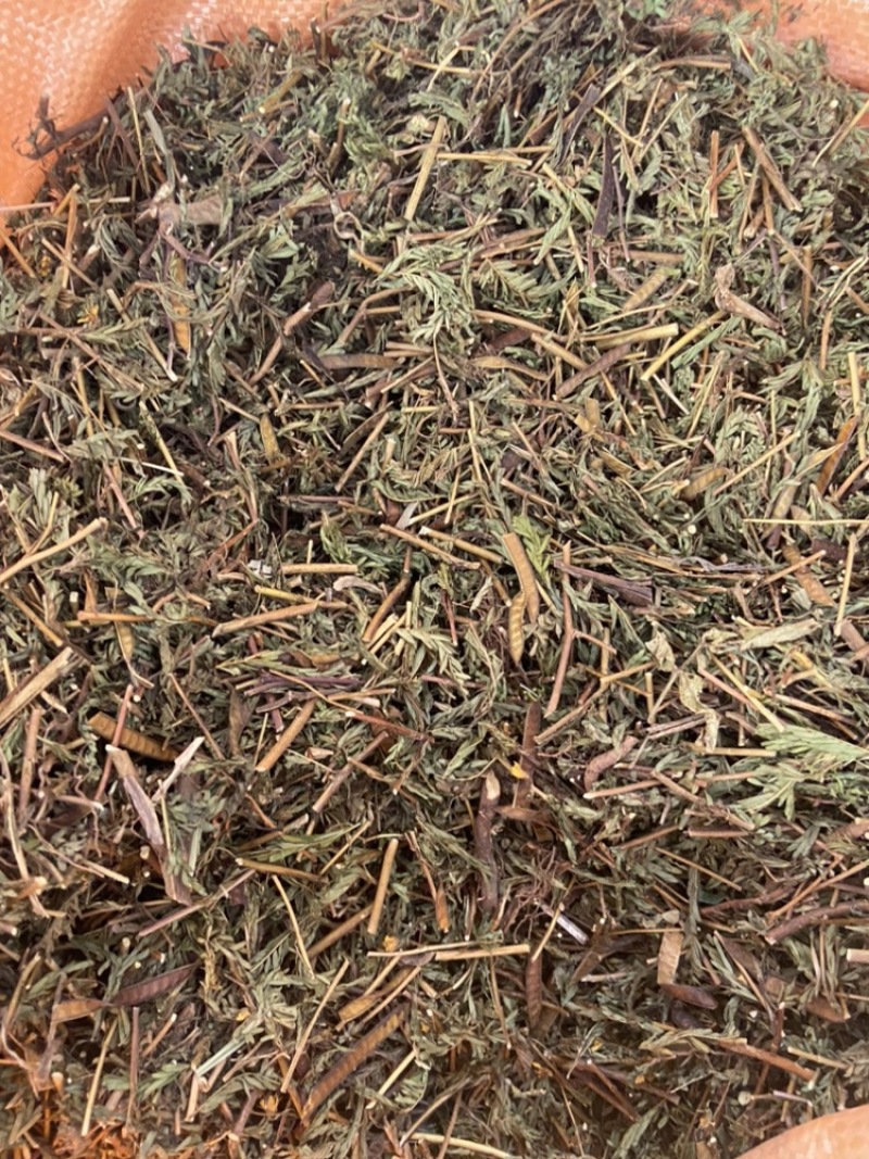 软肝草