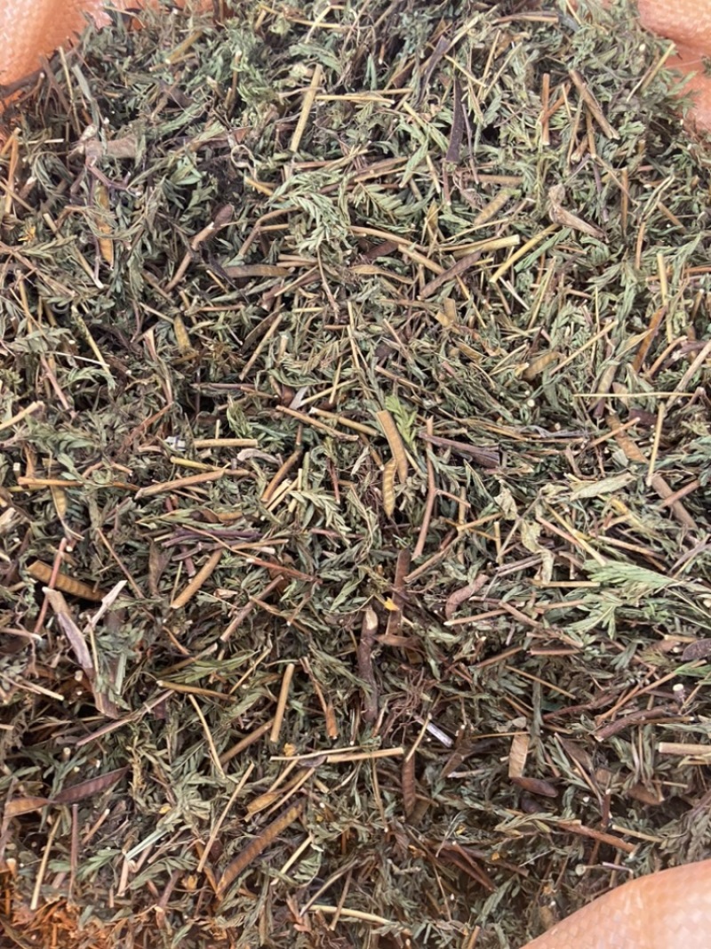 软肝草